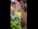 【ウサギ】 チンゲン菜ムシャムシャくん