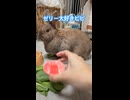 【ウサギ】ゼリー食べるビビちゃん