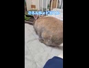 【ウサギ】 ごろんちょビビくん
