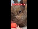 【ウサギ】スイカムシャムシャくん