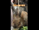【ウサギ】ゼリー大好きビビちゃん
