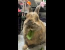 【ウサギ】 野菜ムシャムシャビビくん