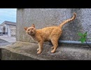 【猫島上陸】フェリー乗り場近くで第一猫発見!撫でるとすぐに第二猫もやってきた