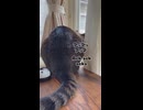 ゆきと友好的なカラス