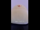 meme / おだじん (acapella cover)