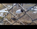 丹頂鶴自然公園(北海道釧路市)