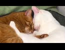 満開の桜、添い遂げたふたつの魂