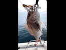 【100均の逆襲】ダイソータイラバで60cmの高級真鯛を仕留めたったｗｗ