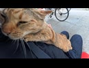 島の役場前にいた猫ちゃん、撫でると足元に擦り寄ってきて動けないので椅子に座ったら膝の上に乗ってきた