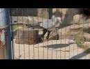 【東武動物公園】ちゃづけちゃんのナイスキック【ヘビクイワシ】
