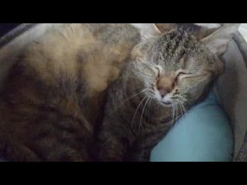 人気の「アコ」動画 5114本 - ニコニコ動画