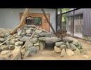 【城山動物園】ゲンキハツラツタイム【ケープハイラックス】