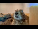 【小諸市動物園】ガラス越しのドアップタイム【プレーリードッグ】