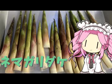 【山と海の幸】ネマガリダケに興味があったので分けて貰いました