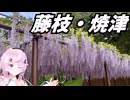 【温泉】フィーちゃん、藤を見るってよ【CeVIO車載】