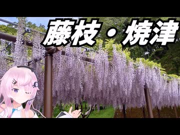 【温泉】フィーちゃん、藤を見るってよ【CeVIO車載】