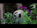 PandapiaLive_2026_5_21