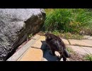獲物発見!でもなかなか飛びつかない猫