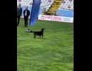 ホモと見るドローンを撃墜する犬