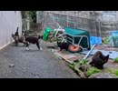 漁港の路地裏で猫の集会を発見！そっと潜入を試みた結果がこちら…