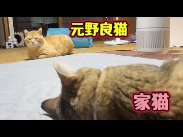 懸命に近づこうとしてますが…【元野良猫】【獣】【野良猫】