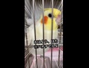 【脳溶ける】ケージを開けた瞬間から可愛さMAXで飼い主を完全に◯しにくるハチヲな件
