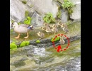 1羽だけ滑り落ちたヒナ、ガン見される□【カルガモ親子】