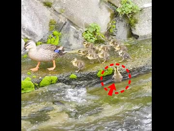 1羽だけ滑り落ちたヒナ、ガン見される□【カルガモ親子】