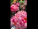 【お写んぽ！！】京都府立植物園の薔薇！