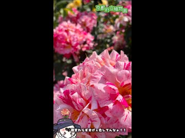 【お写んぽ！！】京都府立植物園の薔薇！
