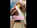 【尊死】お父ちゃんのゴッドハンドで溶けてガチ寝するのんたまが尊い…