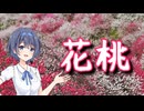 花桃を撮りに行こう【第3回ナイスビュー投稿祭】
