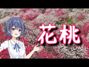 花桃を撮りに行こう【第3回ナイスビュー投稿祭】