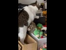 開拓ねこ
