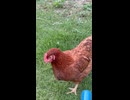 むっちりした雌鶏。