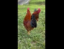 2羽の雄鶏。