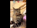 ゆきのアゴ