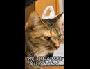 最愛の猫兄弟（妹）、命はめぐる