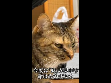 最愛の猫兄弟（妹）、命はめぐる