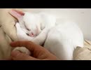ウチューネコ、健やかな時も病める時も