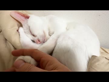 ウチューネコ、健やかな時も病める時も