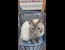 【猫動画】保護した猫が自ら檻に入って行ったぜ【収益は全部猫】