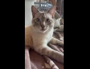 【猫動画】金がねぇ家に保護された猫を後悔するくらい愛してやるぜ【収益全部猫】