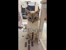 【猫動画】生き残るか謎だったから保護しただけで生きてらいいんだぜ【収益全部猫】