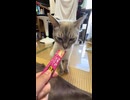 【猫動画】猫で稼いでやるぜ成果出したらチュールを健康の範囲内で飽きるほどヤるぜ【収益全部猫】