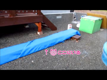 どっから来たｗ