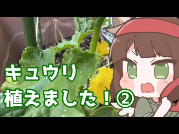 キュウリ植えました（事後報告）②