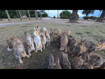 【うさぎ島】立ち止まった瞬間…大量のウサギたちに囲まれてしまった！