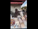 ホモと見るシェイクを作ってくれるネコ
