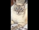 【猫動画】保護した猫に呪いの呪文掛けてやった【バズれ】